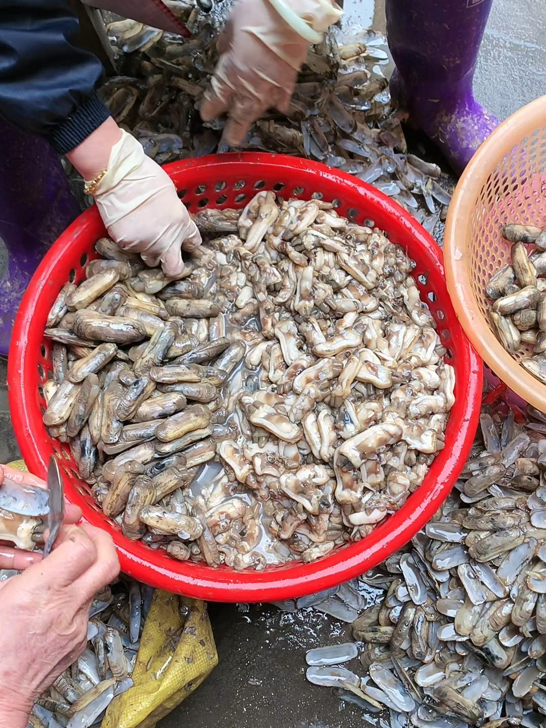 最新抓蛏子技术，探索海洋美食的新篇章