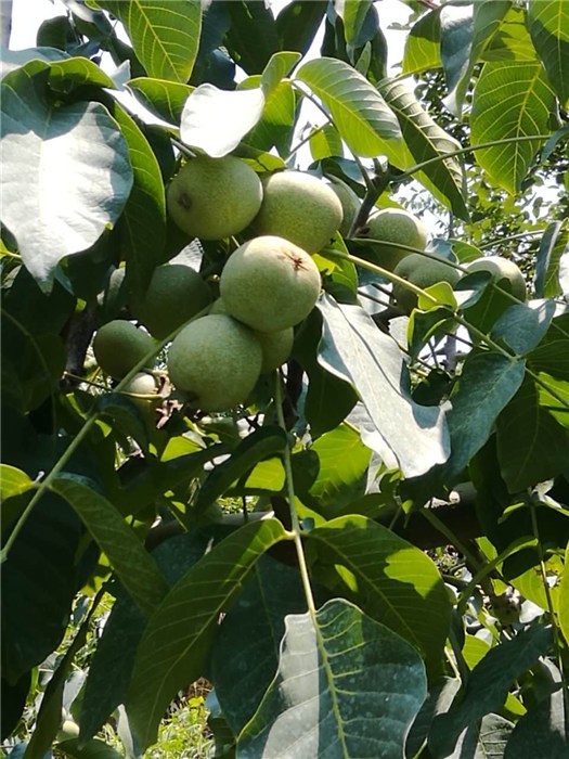 最新核桃苗，种植技术、优势及应用前景