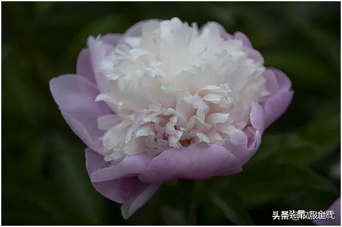 菊花体最新，传统美学的现代演绎