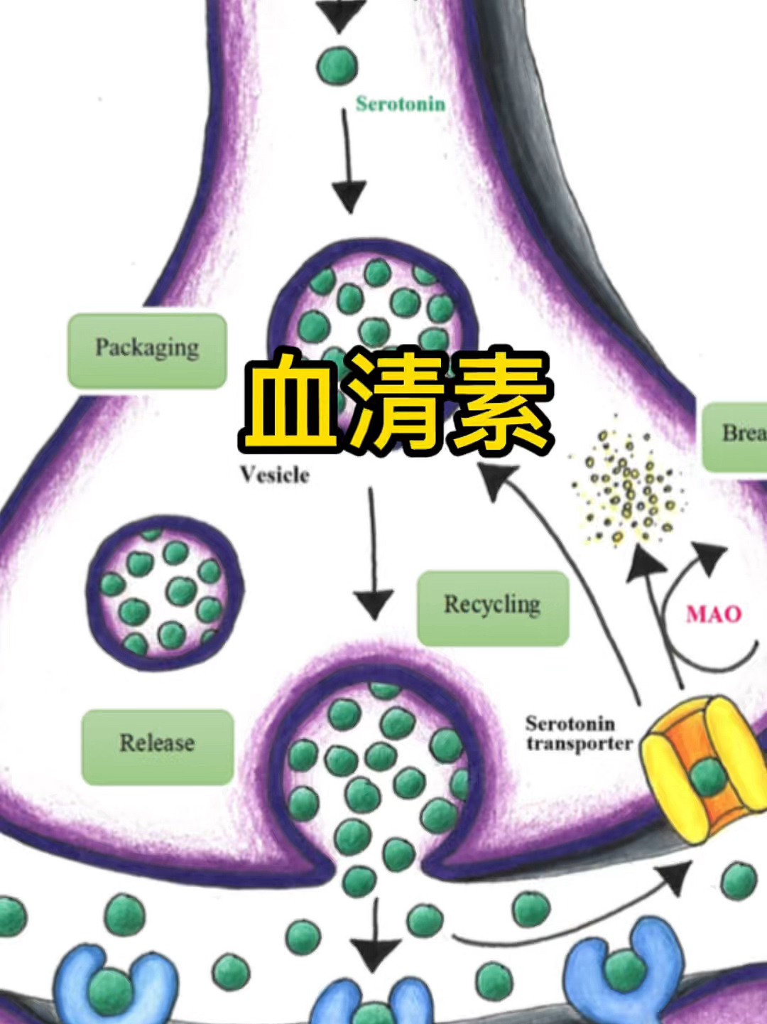 血清素最新研究进展及其在现代医学领域的应用