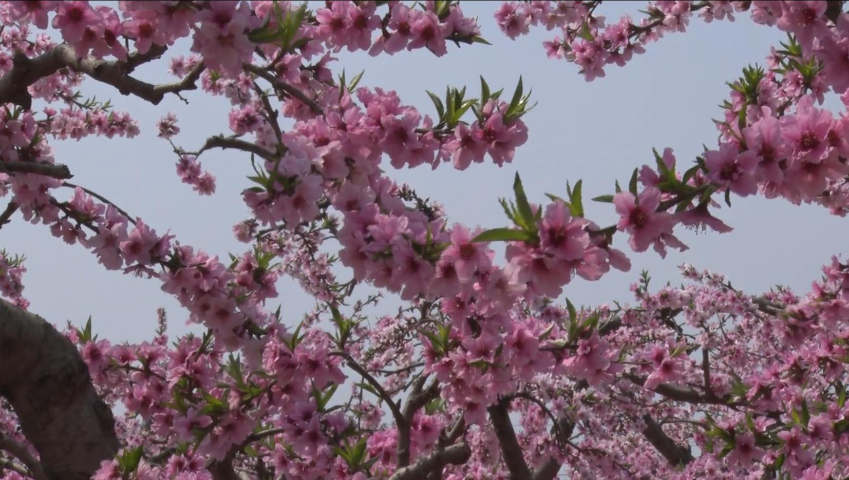 最新章节桃花，绽放的奇迹与命运的转折